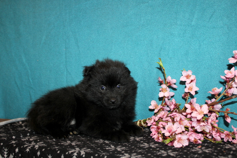 puppy, for, sale, Pomeranian , Matthew B. Stoltzfus, dog, breeder, Gap, PA, dog-breeder, puppy-for-sale, forsale, nearby, find, puppyfind, locator, puppylocator, aca